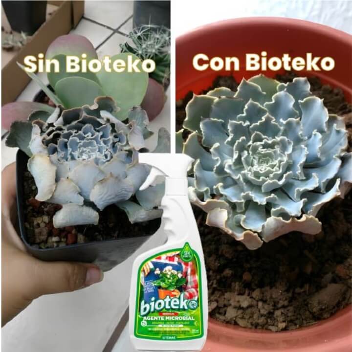 Plantas más verdes, fuertes y sin plagas – sin esfuerzo ni químicos