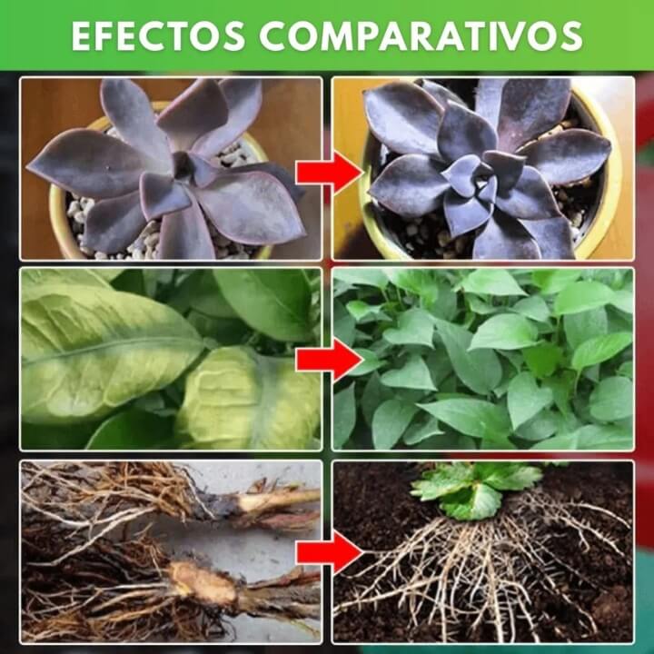 Plantas más verdes, fuertes y sin plagas – sin esfuerzo ni químicos
