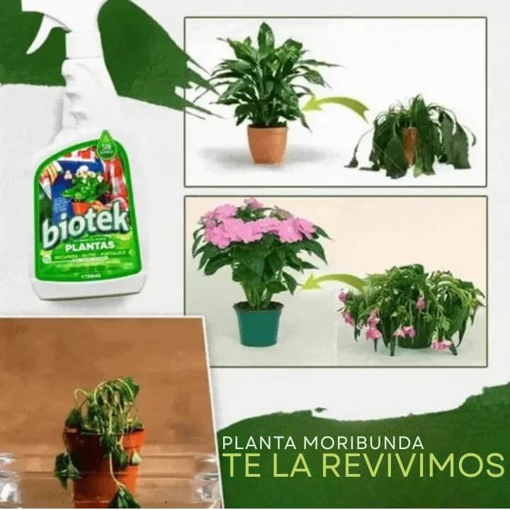 Plantas más verdes, fuertes y sin plagas – sin esfuerzo ni químicos